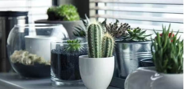 Veja as 10 plantas que ajudam no astral de casa. Escolha!