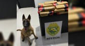 Adolescente é apreendido com 15 Kg de maconha em ônibus interestadual
