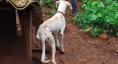 Morador é preso em flagrante por maus-tratos contra animais no Oeste