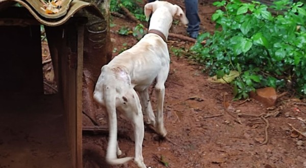 Morador é preso em flagrante por maus-tratos contra animais no Oeste