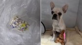 Filhote que ingeriu drogas tem piora e será levado à UTI veterinária