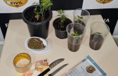 Polícia apreende vasos com cultivo de maconha