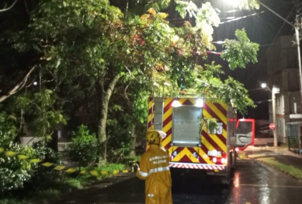 Ventos fortes e chuva causam quedas de árvores e danos em residências