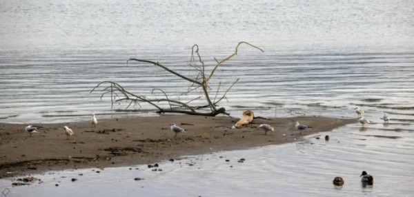 “Super El Niño” pode estar a caminho do Brasil e cria cenário de incerteza; entenda