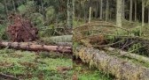 Fenômeno que arrancou árvores no Meio-Oeste de SC é classificado como microexplosão
