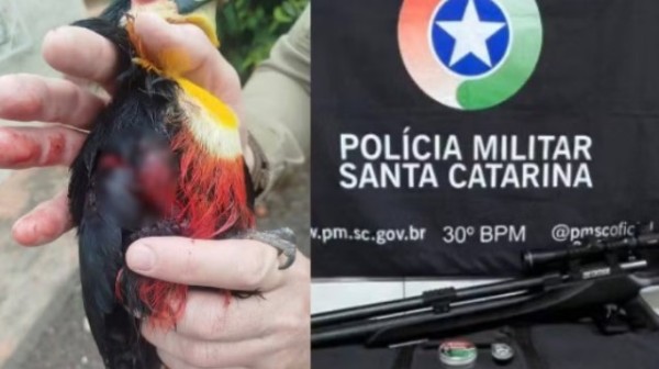 Padre é detido após atirar em tucano com arma de pressão