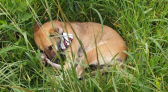 Cachorro fica ao lado do tutor morto atropelado no Paraná