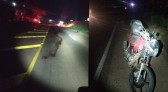 Motociclista atropela animal e fica ferida em São João do Oeste