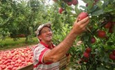 SC investirá mais de R$ 7 milhões em pesquisas agropecuárias; entenda
