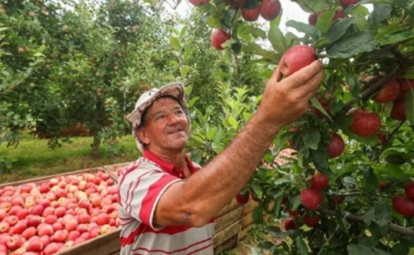 SC investirá mais de R$ 7 milhões em pesquisas agropecuárias; entenda