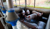SC bate recorde na exportação de carne de porco em 2022 e mantém receita bilionária