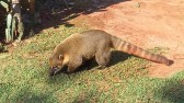 Mulher fica em estado grave após ser atacada por quati, em Brasilândia do Sul; idoso de 86 anos também foi ferido pelo animal
