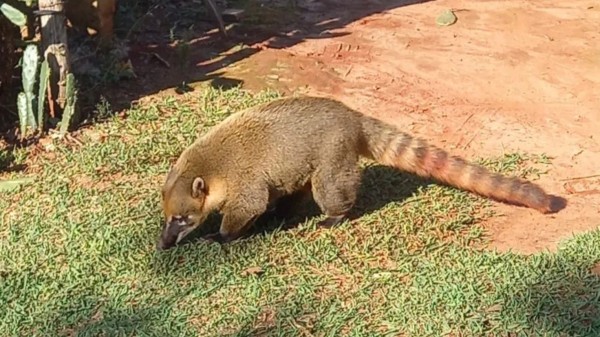 Mulher fica em estado grave após ser atacada por quati, em Brasilândia do Sul; idoso de 86 anos também foi ferido pelo animal