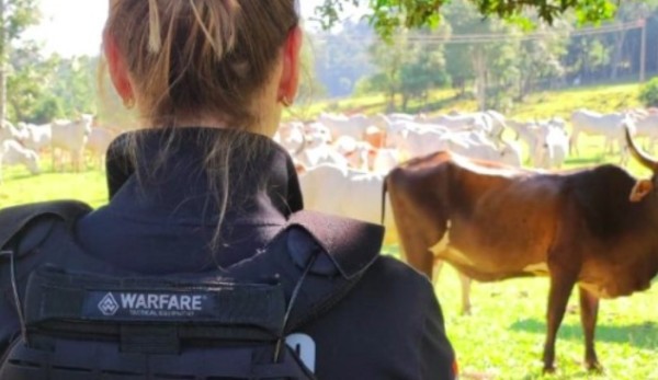 Bovino furtado no ano passado é recuperado com auxílio de drone