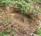 Homem de 70 anos é detido por maus-tratos após matar cão a pauladas