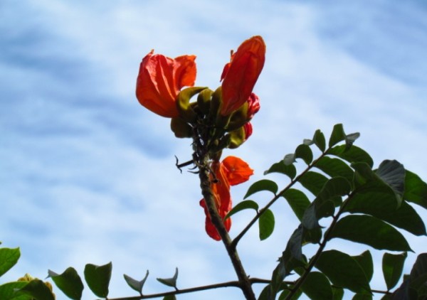 Lei estadual proíbe planta exótica africana em SC