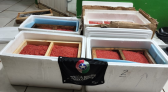 Polícia Militar apreende 32,5 kg de ova de salmão