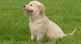 Alesp aprova lei que proíbe a venda de animais em pet shops e sites