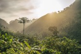 Dia Nacional da Mata Atlântica: conheça destinos sustentáveis em um dos biomas mais ricos do mundo