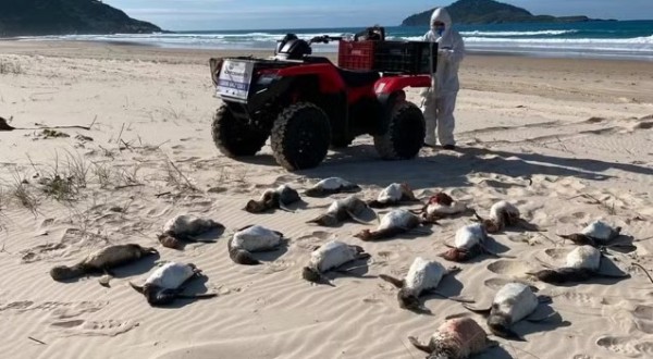Santa Catarina registra recorde de mortes de pinguins-de-magalhães no primeiro semestre de 2026