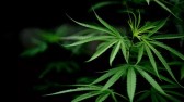STF x Alesc: usuário de maconha pode ser punido duas vezes em SC; entenda o motivo