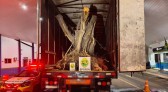 Carreta com árvores de oliveira avaliadas em R$ 1,1 milhão é apreendida na fronteira entre Brasil e Argentina