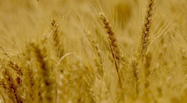Município paranaense conquista título de maior produtor de trigo do Brasil