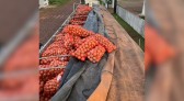 BPFRON apreende carreta com 30 toneladas de cebola argentina
