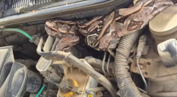 Jiboia de 1,5 metro é encontrada em motor de caminhonete em Pernambuco