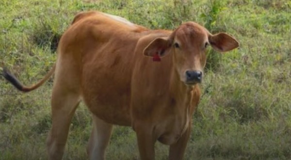 Homem leva coice e morre com preservativo no pênis após tentar estuprar vaca