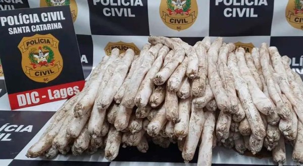 Polícia prende homem com 100 kg de explosivos que seriam usados para atacar presídio