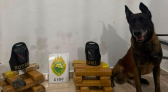 PMPR apreende mais de 730 quilos de drogas e 92 celulares em ações com cães policiais