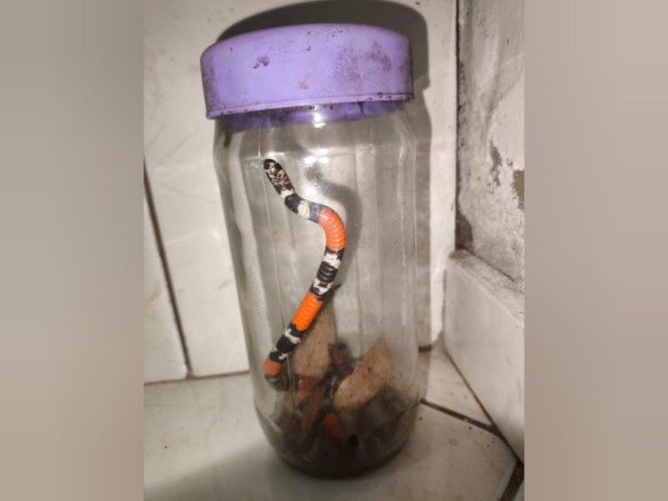 Moradores do Bairro Industrial alertam sobre presença de cobras nas residências