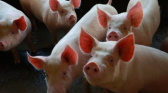 SC aumenta exportação de carne suína e amplia a liderança no setor para 30%
