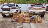 Polícia ambiental apreende 13 aves silvestres em criadouro clandestino no Oeste