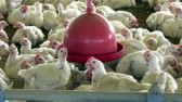 Gripe aviária preocupa e governo de Santa Catarina prepara medidas