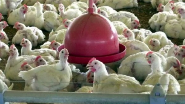 Gripe aviária preocupa e governo de Santa Catarina prepara medidas