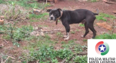 Mulher é presa por maus-tratos a pitbull em Bom Jesus
