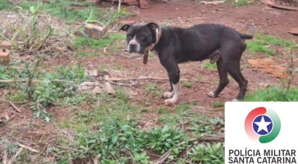 Mulher é presa por maus-tratos a pitbull em Bom Jesus