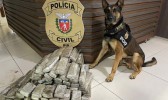 Ações com cães da Polícia Civil do Paraná apreenderam 10,3 toneladas de drogas em 2022