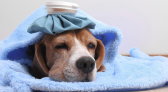 Gripe canina!
