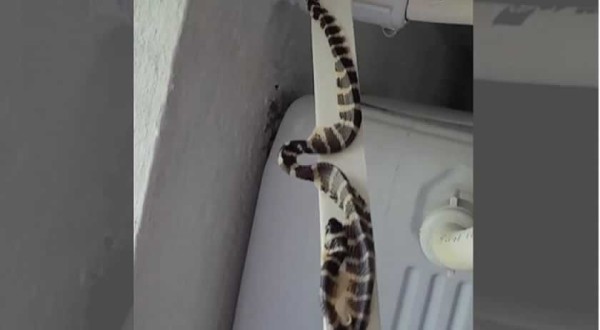 Cobra fica colada em fita dupla face e mobiliza resgate em casa de Jaraguá do Sul