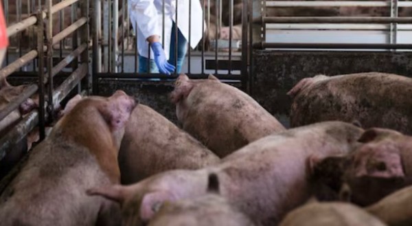 Santa Catarina lidera suinocultura e se consolida como referência mundial na produção