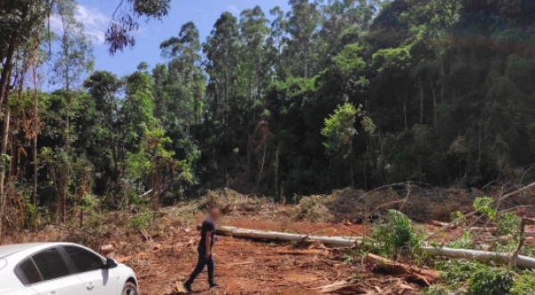 Trabalhador morre durante corte de eucaliptos no Oeste