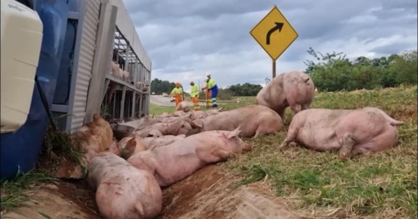 Caminhão carregado com 97 suínos tomba na BR-163 e espalha animais na pista