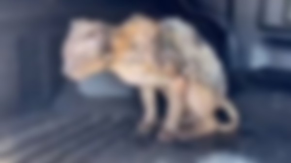 Gato morre após ser queimado com combustível