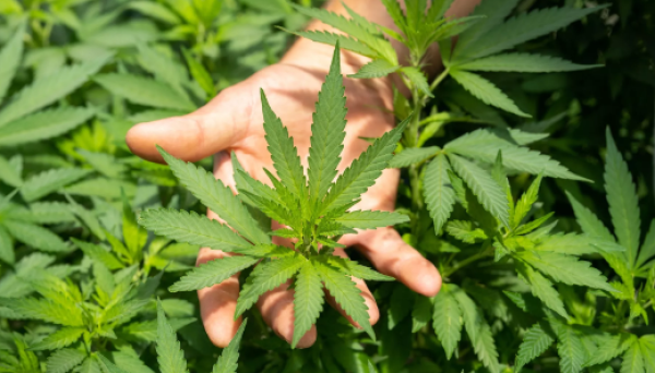 Justiça autoriza farmácia de manipulação a fabricar produtos de Cannabis no Brasil