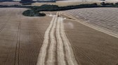 Com nove a mais, Paraná chega a 34 cidades com VBP Agropecuária acima de R$ 1 bilhão