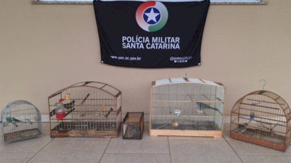 Aves silvestres mantidas ilegalmente em cativeiro são resgatadas pela polícia