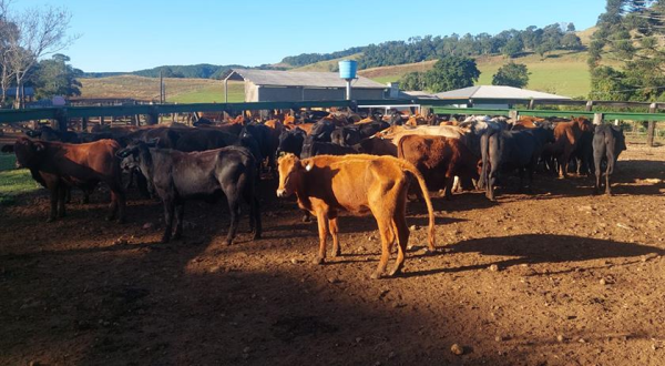 Processo de engorda de animais de descarte gera renda na região de fronteira